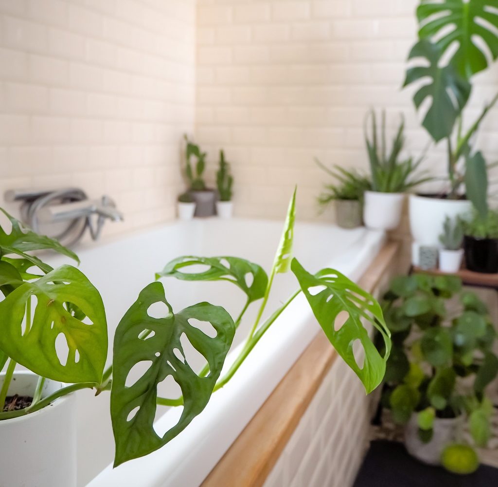 Plants in a bathroom