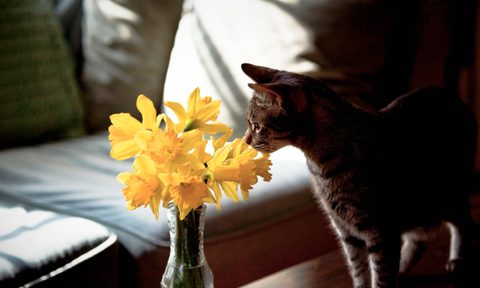 Cat sniffing daffodils on coffee table.