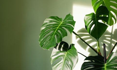 Green wall color with plant nearby