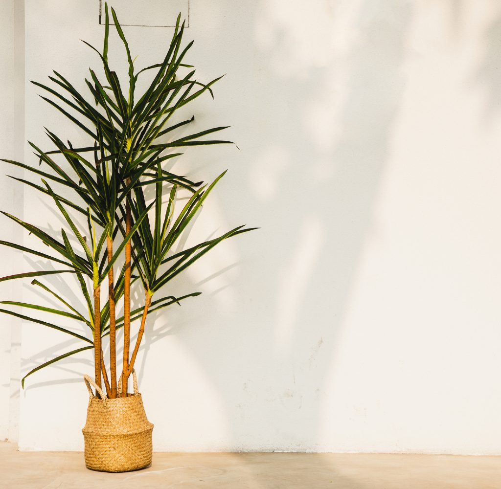 Potted bamboo plant outside