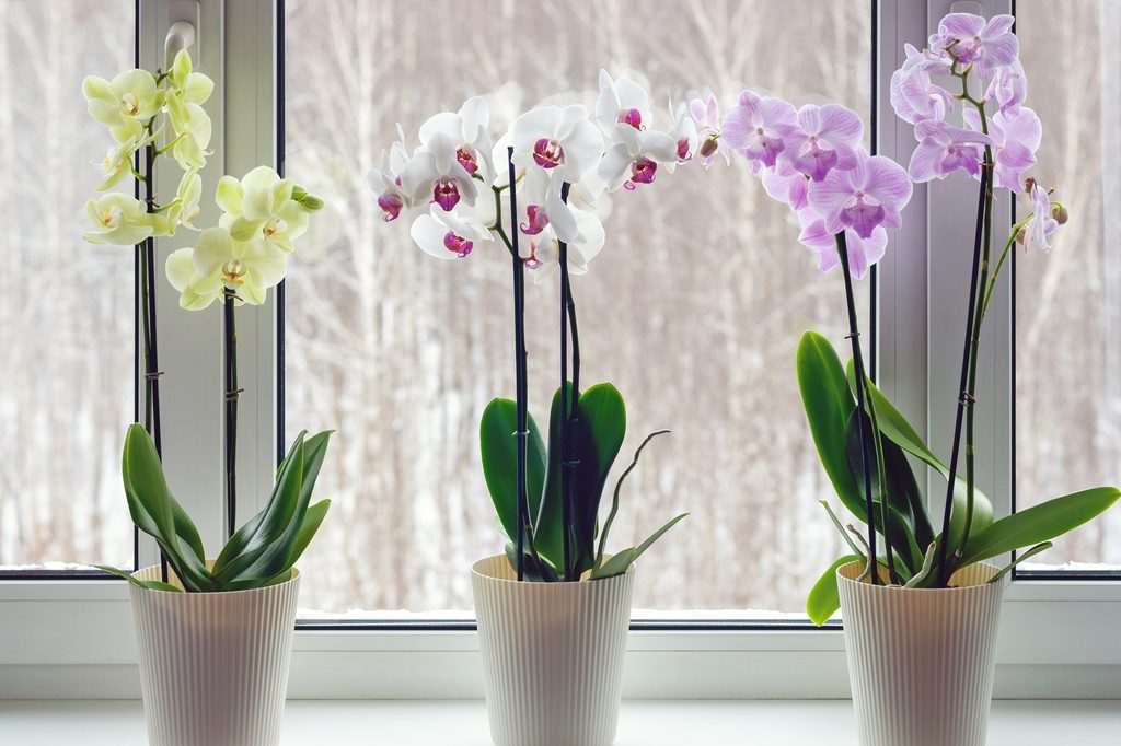 Three colors of orchid plants on a windowsill