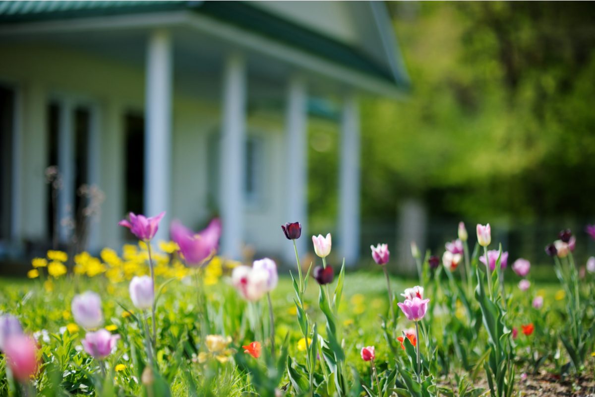 spring tulips in front of a white house