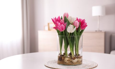 pink and white tulips in a clear vase