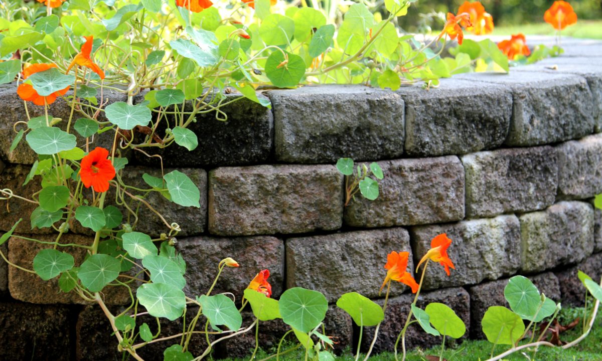 cement block retaining wall with vining plants