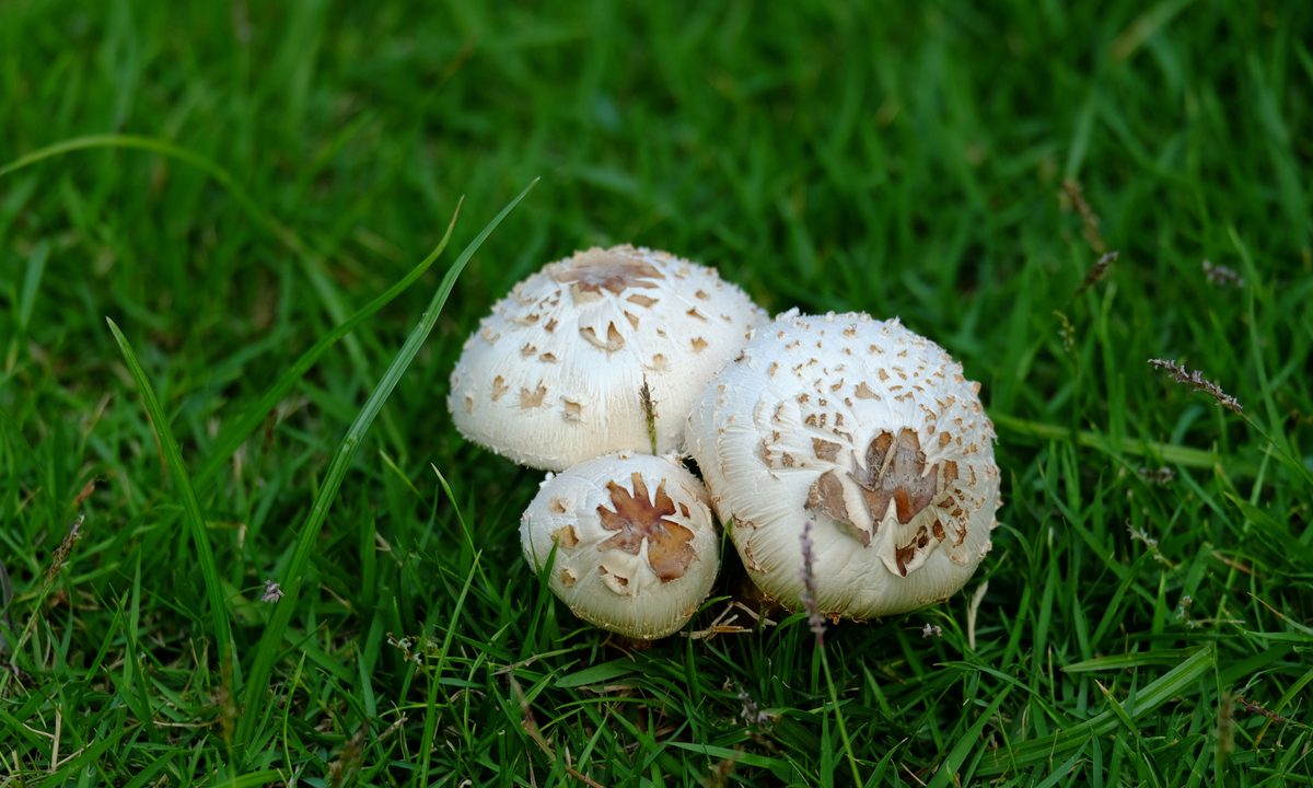 Group of white mushroom caps in green grass