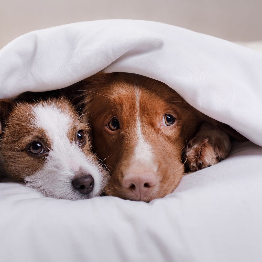 Two dogs laying together under a blanket