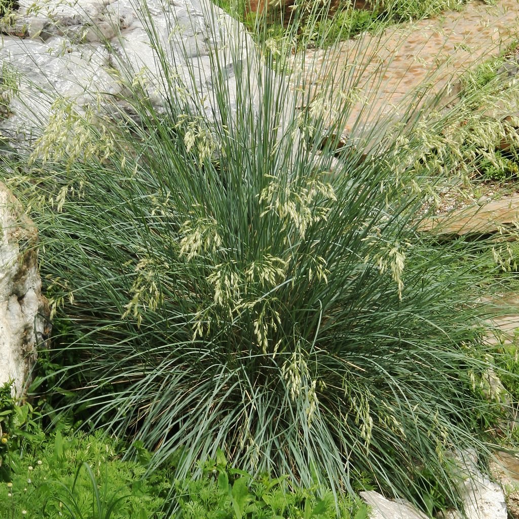 Blue oat grass with steps