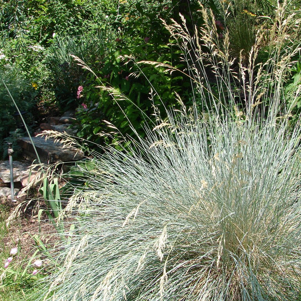 Blue oat grass