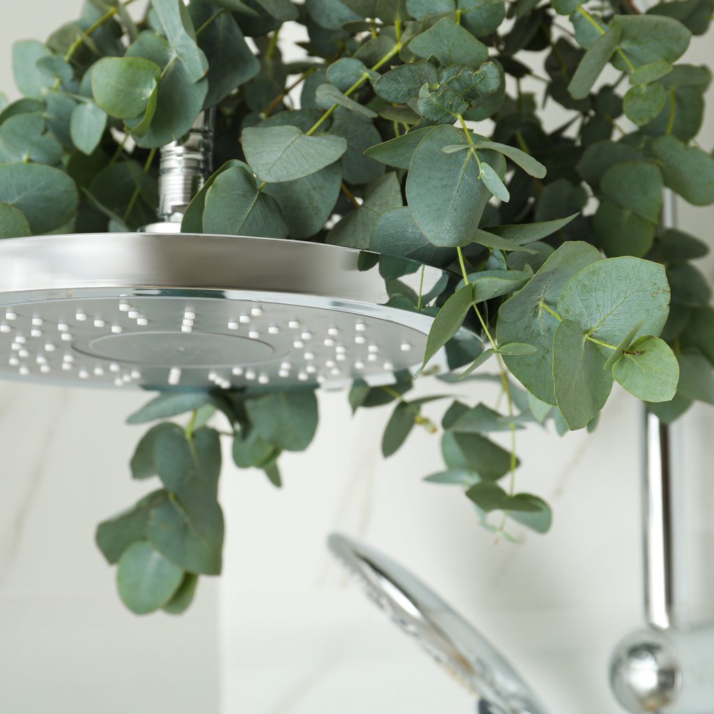 Eucalyptus plant in shower