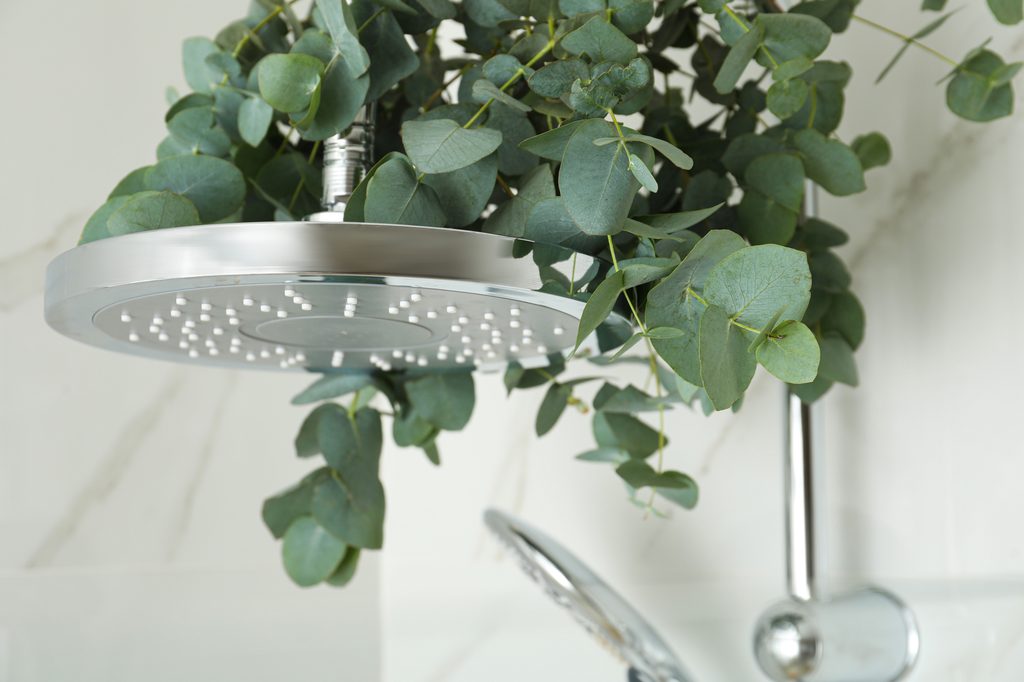 Eucalyptus plant in shower