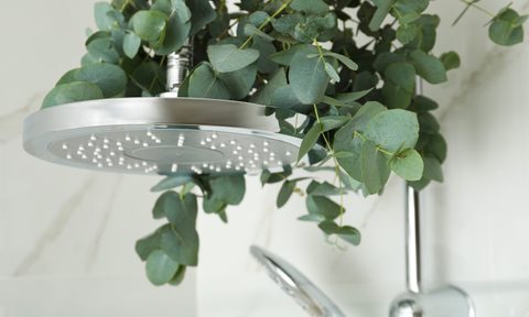 Eucalyptus plant in shower