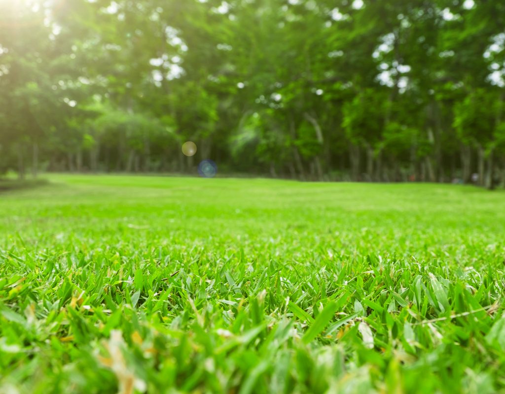 Close-up of green grass with trees in the background