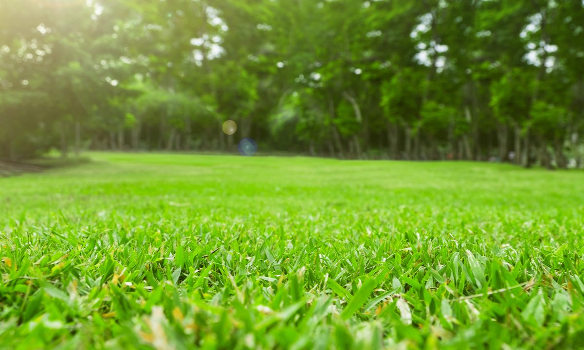 Close-up of green grass with trees in the background
