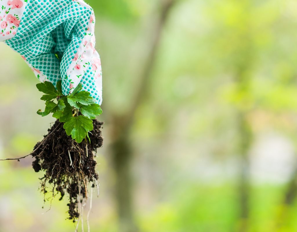 Gloved hand holding a pulled weed with roots and soil still attached