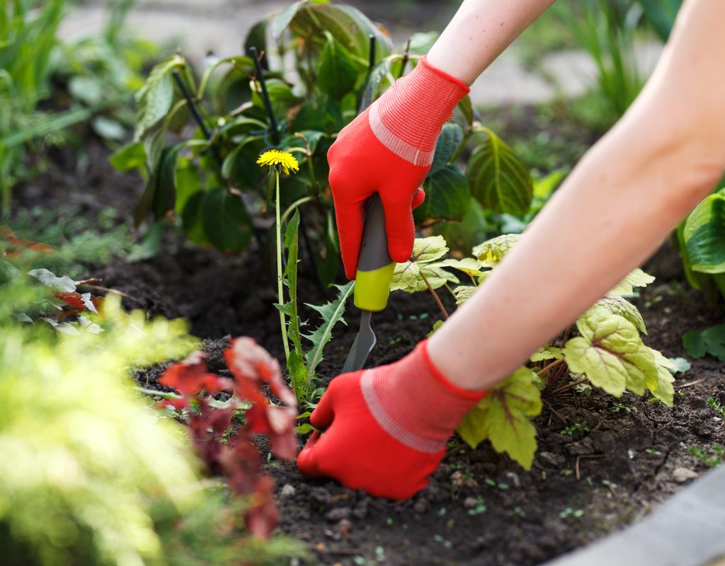 Gloved woman removing weed from soil with tool.