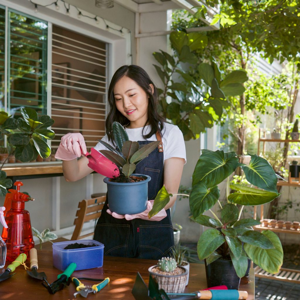 Woman repotting a houseplant at home