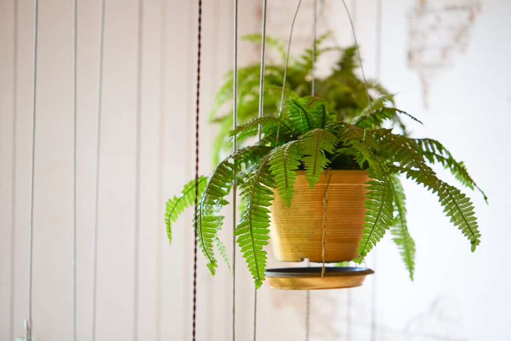 Hanging Boston fern
