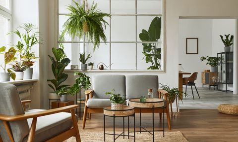 Living room with plants