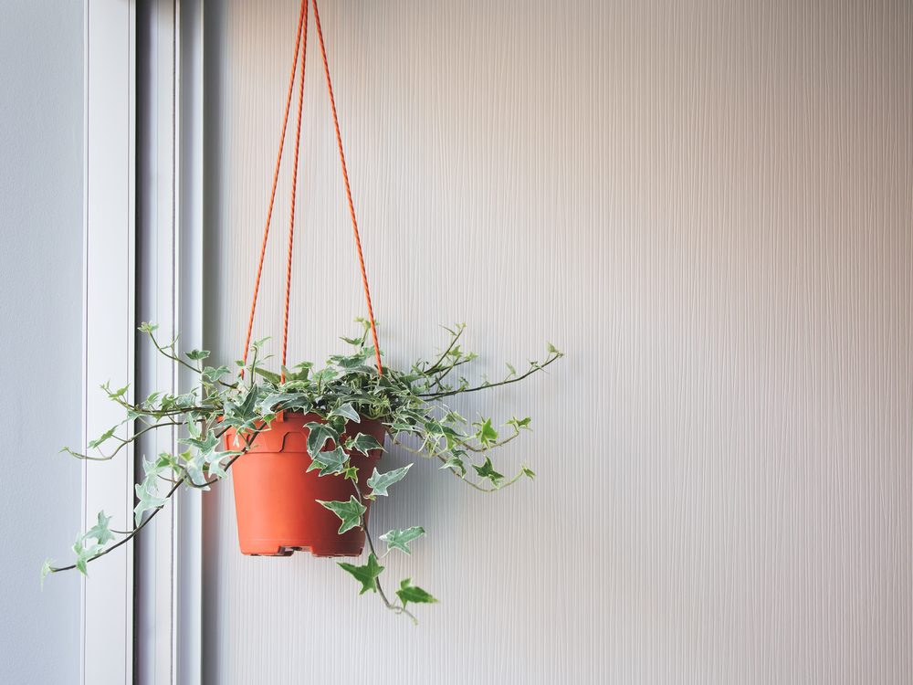 Hanging ivy plant
