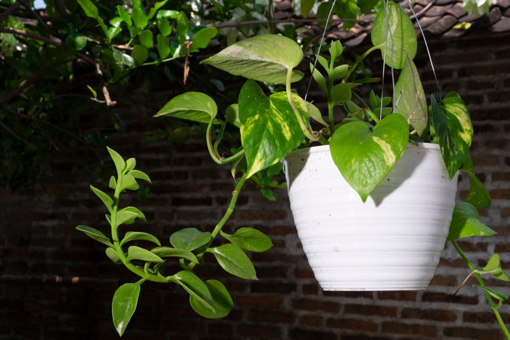 Hanging golden pothos plant