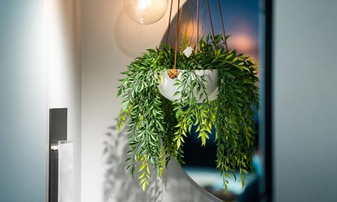 Hanging indoor plant