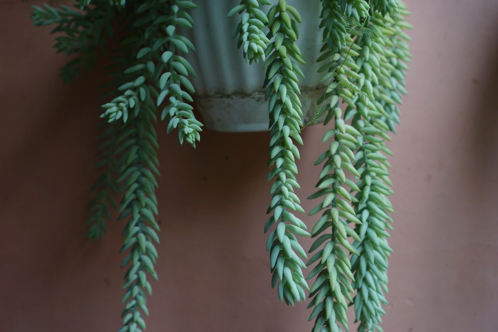 Burro's tail succulent