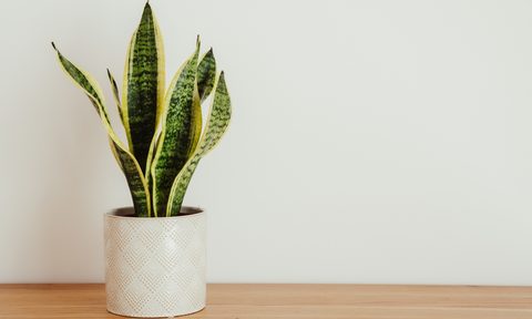 Snake plant