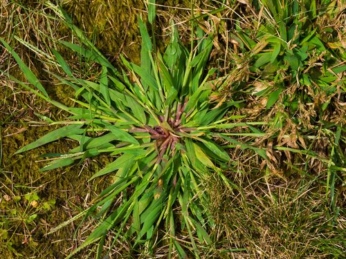 Close-up of crabgrass weed