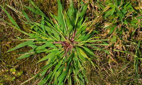 Close-up of crabgrass weed