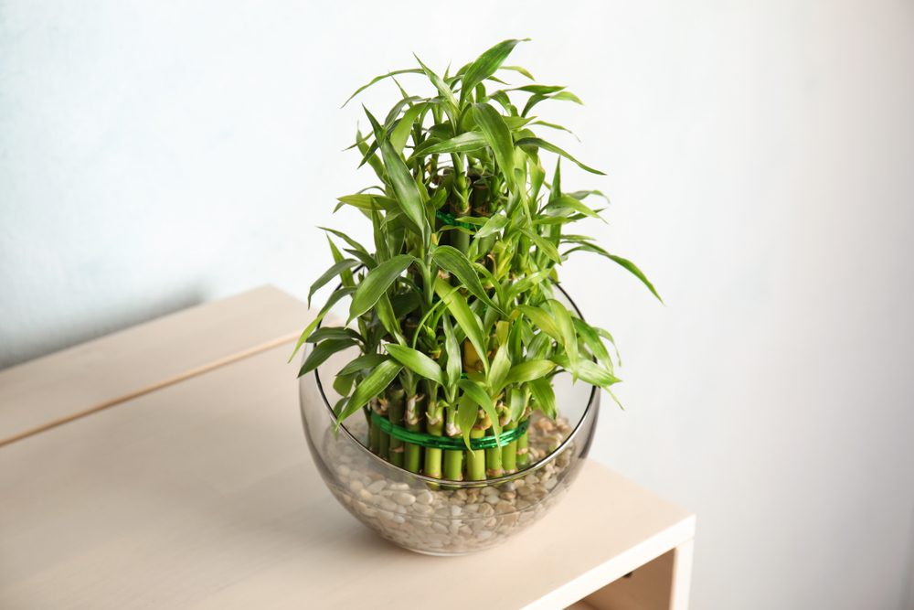 Lucky bamboo in glass bowl with pebbles on table