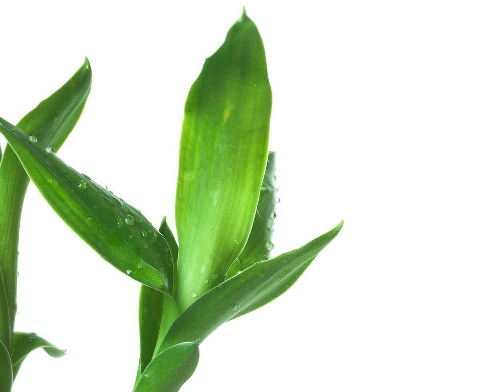 Close-up of lucky bamboo leaves