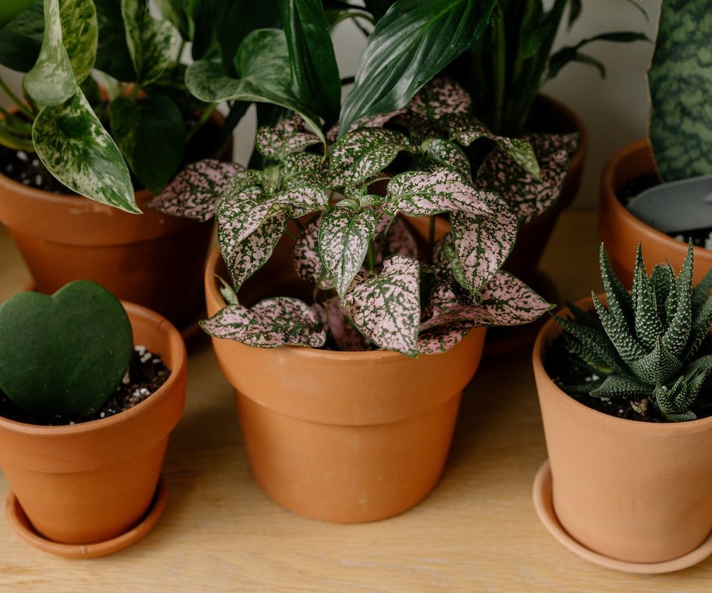 Polka dot plant among other indoor plants in terra cotta pots