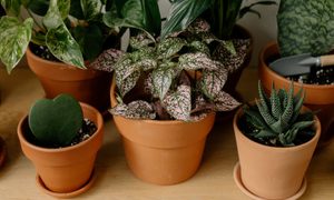Polka dot plant among other indoor plants in terra cotta pots