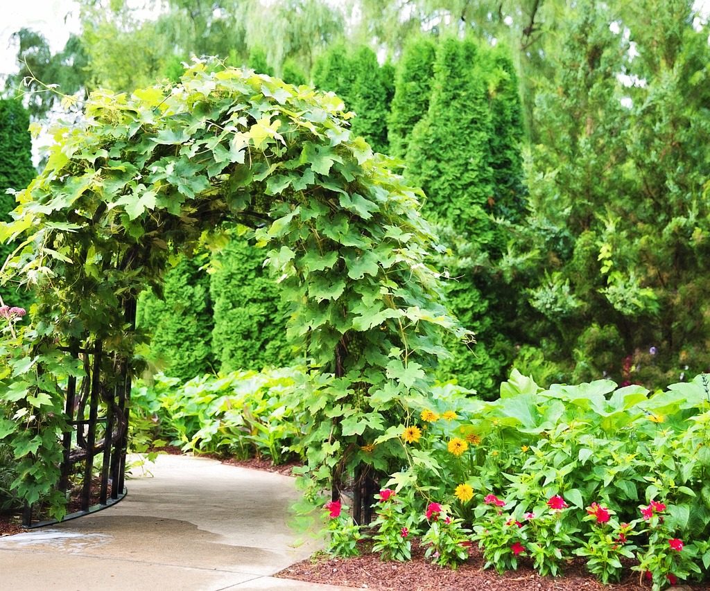 Arched trellis in a garden