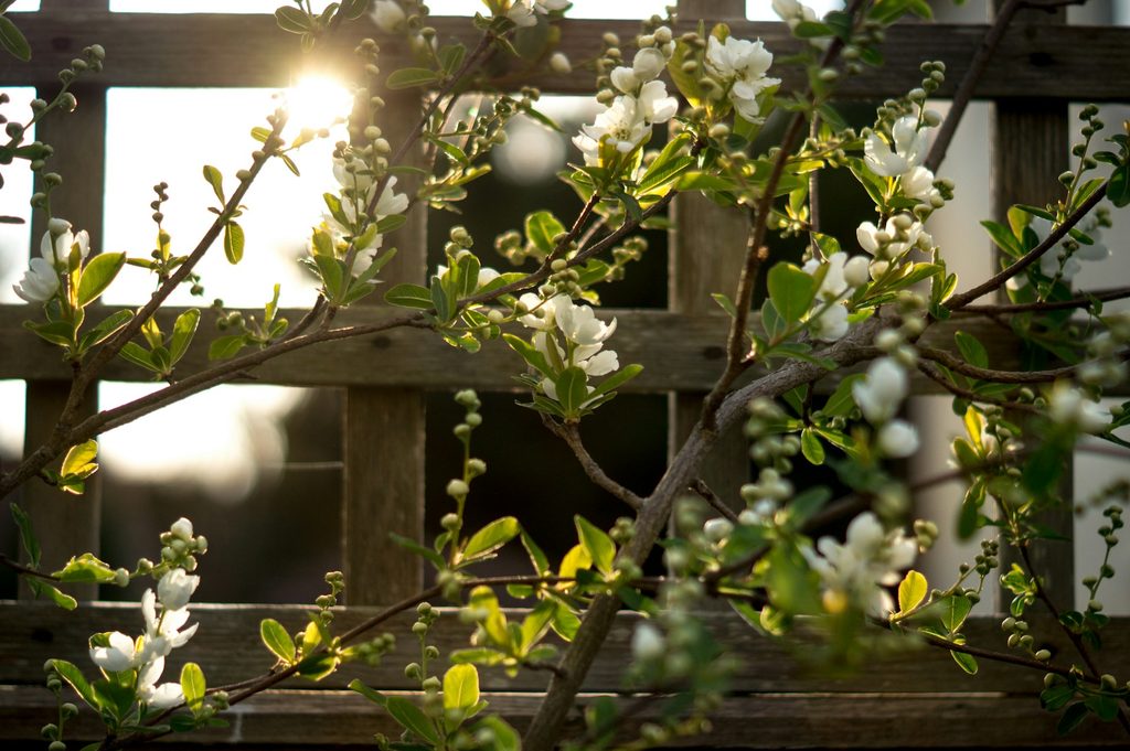 closup of wood trellis with vining flowers