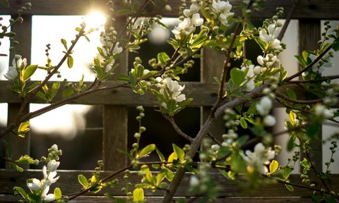 Clos-up of wood trellis with vining flowers