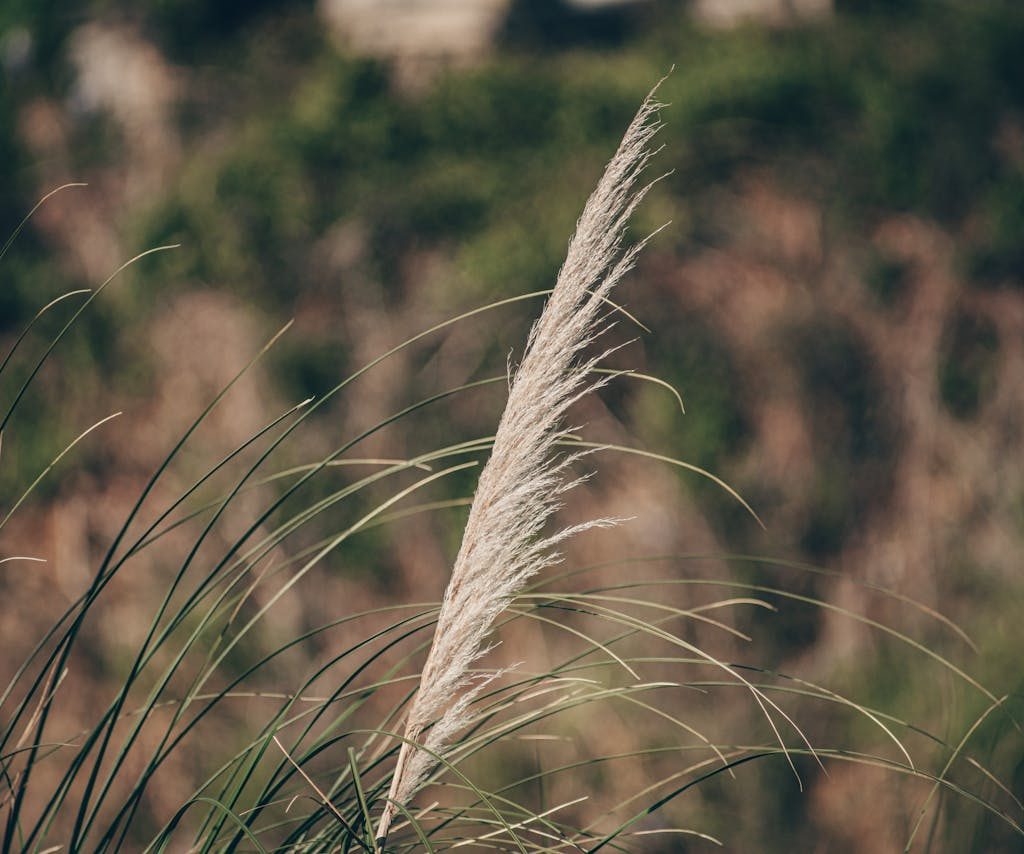 Tall prairie ornamental grass