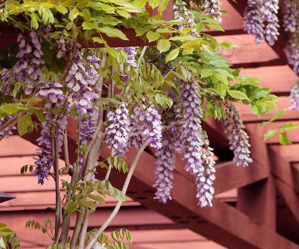 wisteria flowers hanging from a wood pergola