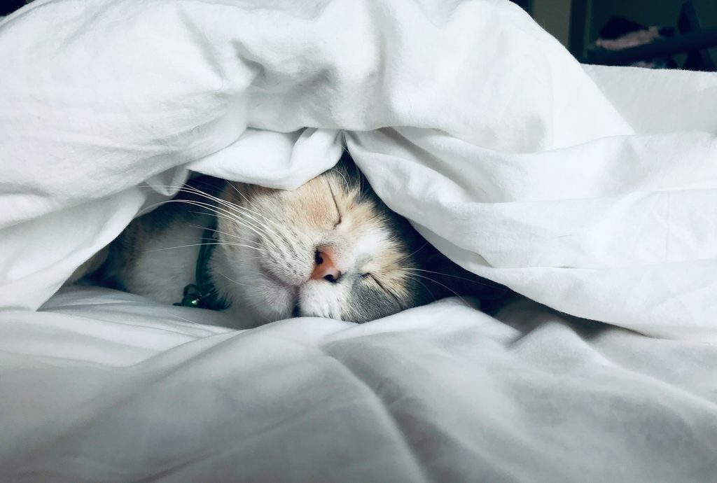 Cat sleeping under white bedding