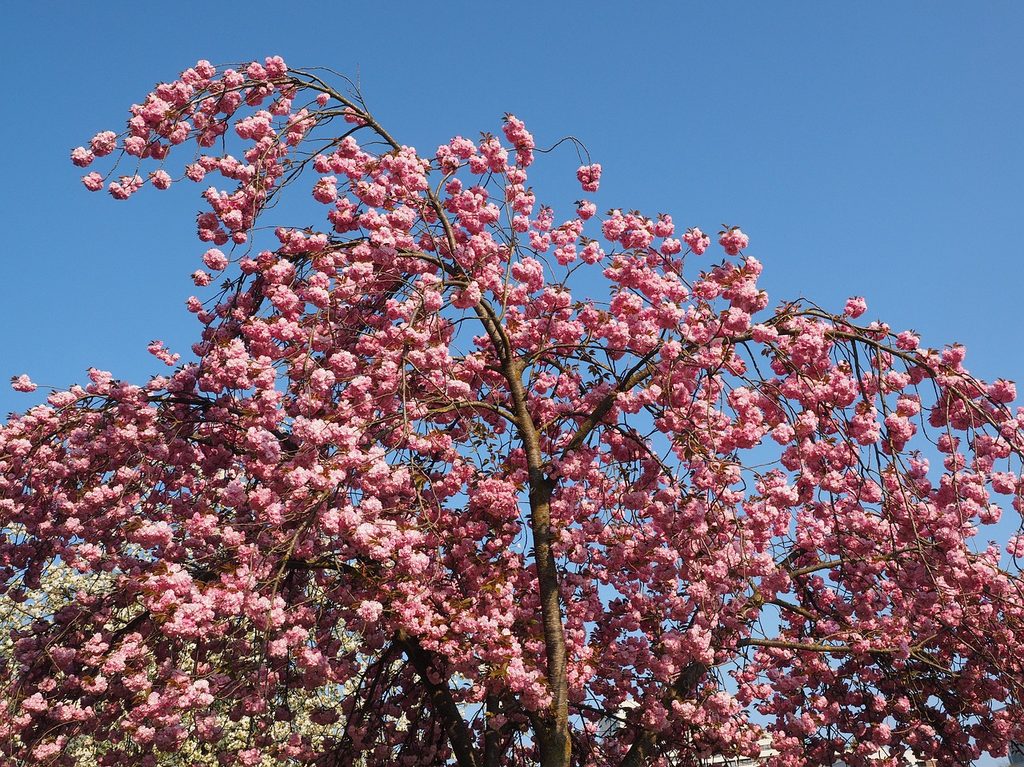 top of a pink cherry blossom tree