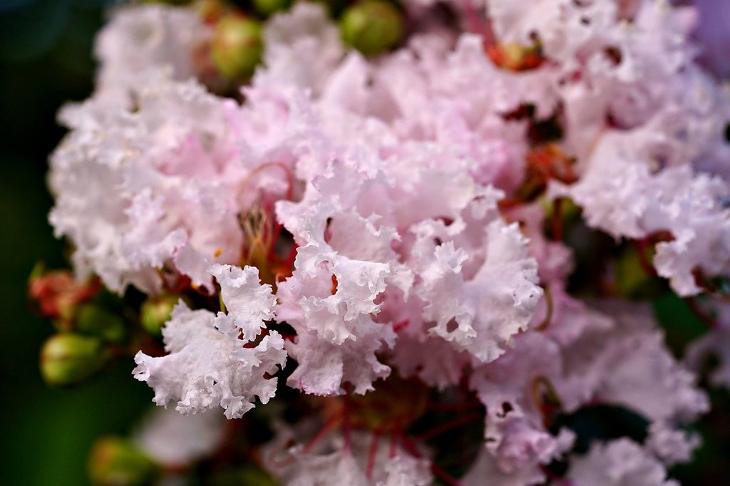 white crepe myrtle tree flowers up close