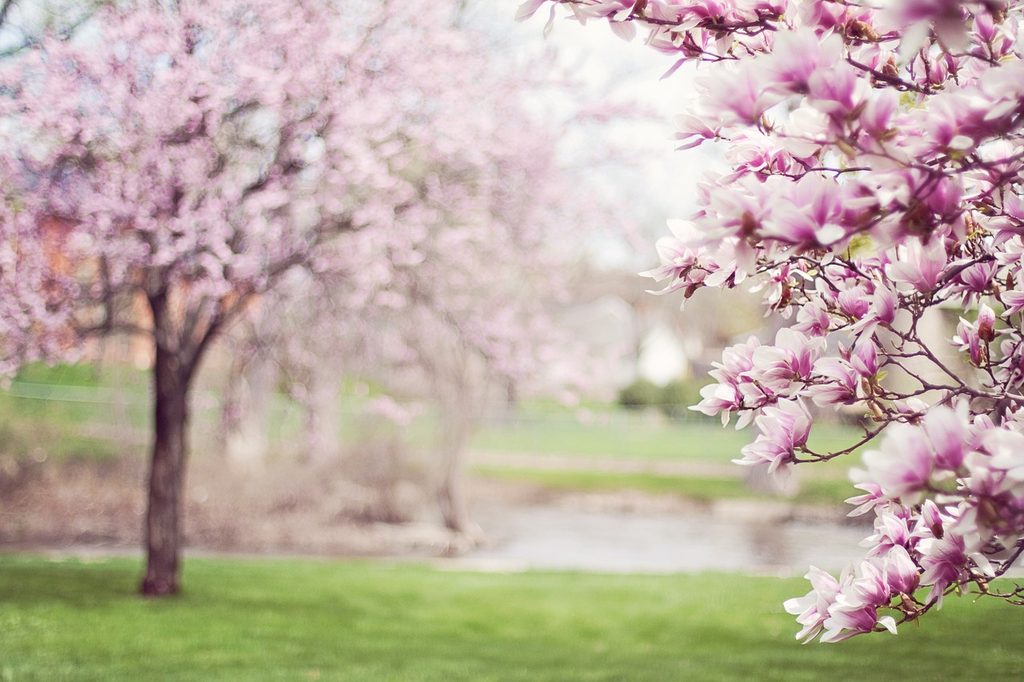 purple magnolia trees in a lovely garden