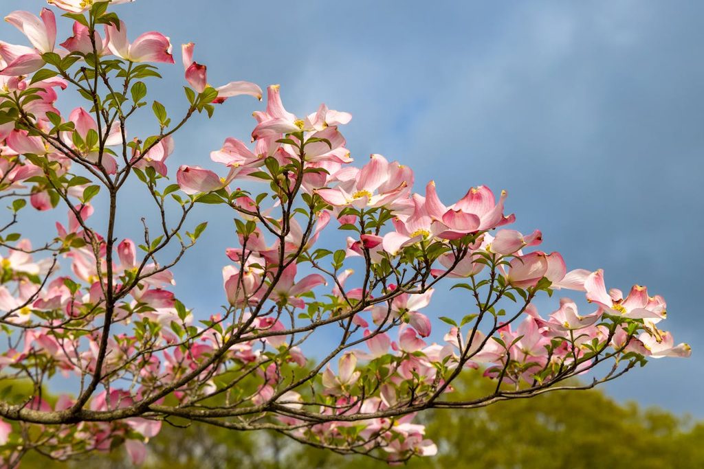 Closeup of pink dogwood tree branch against blue sky