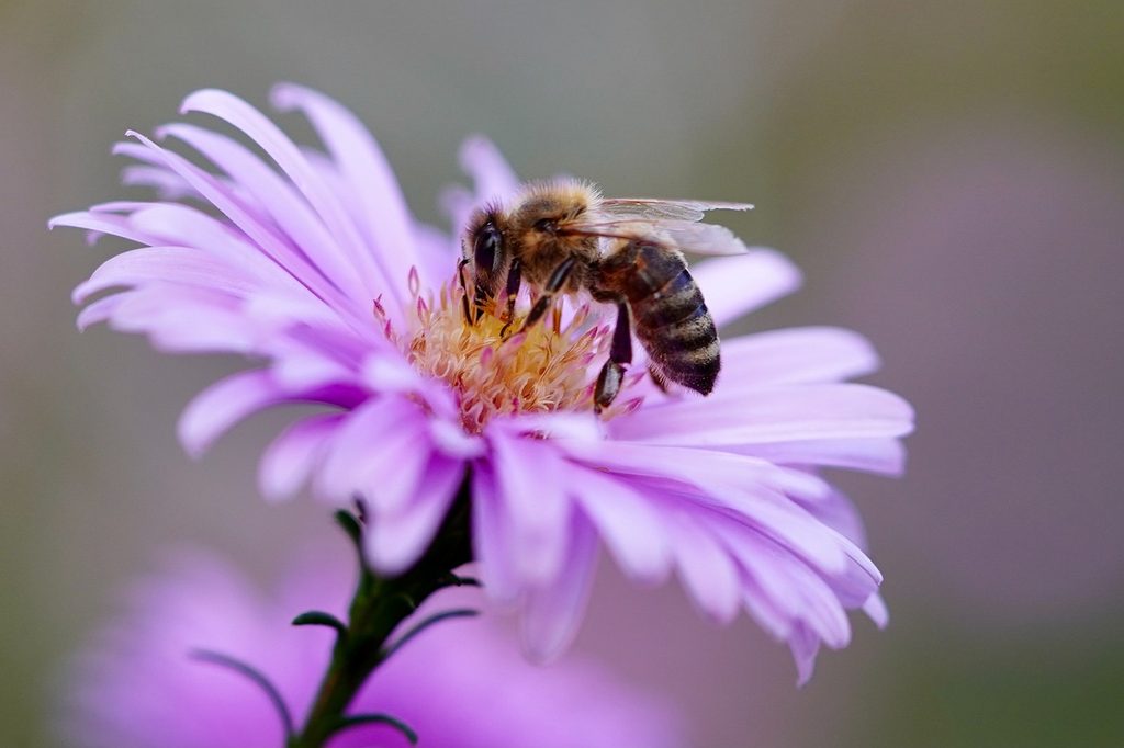 honey bee on light purple flower