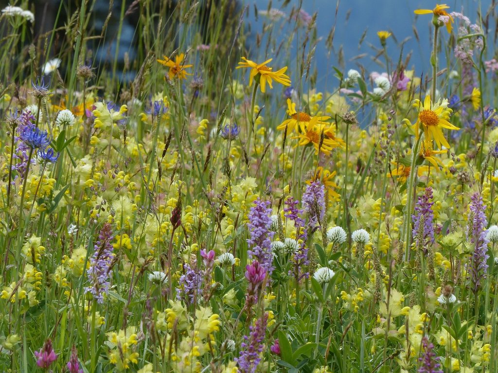 wild flowers in a meadow