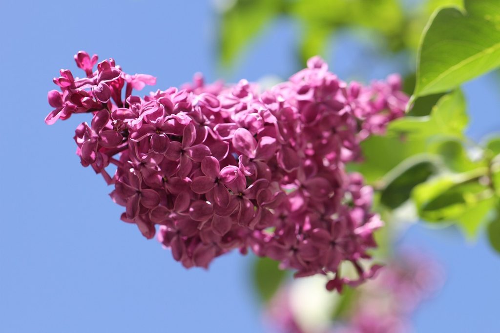 Lilac flowers on a bush