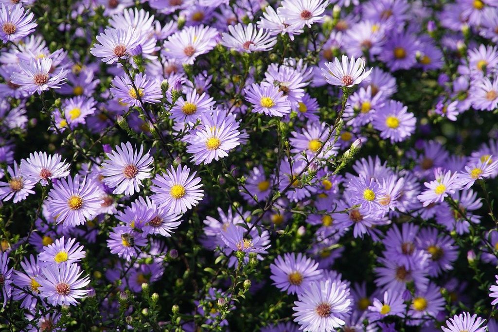 asters fall flowers