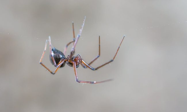 Close-up of black and brown spider hanging upside down
