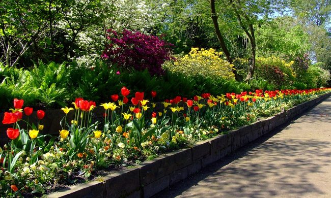 Tulips in a border flower bed
