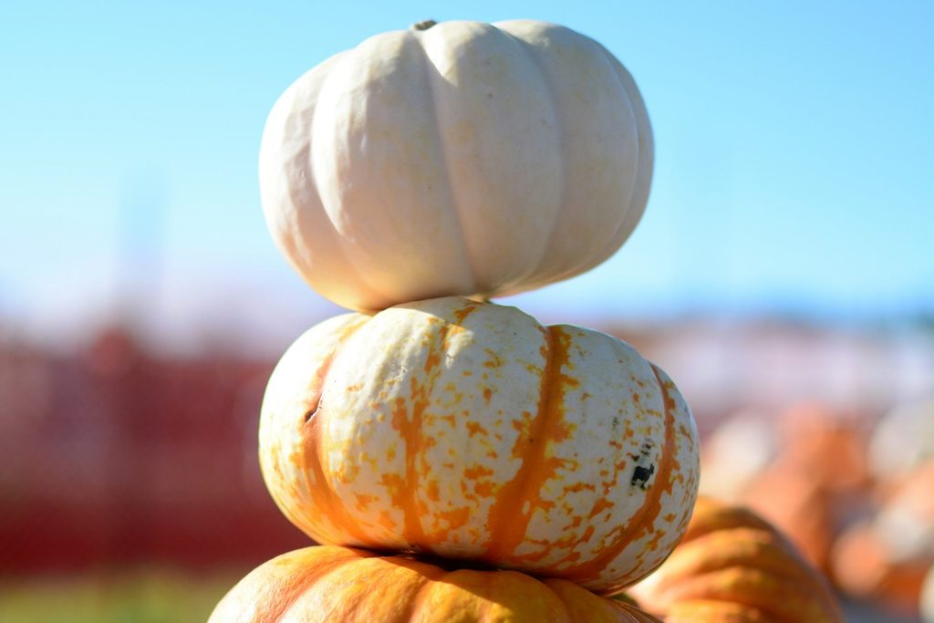Pumpkins stacked decoratively into a pumpkin topiary